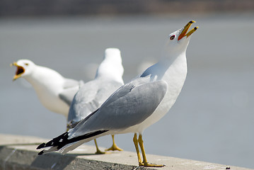 Image showing Seagull Squaking