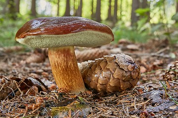 Image showing Imleria badia. Fungus in the natural environment.