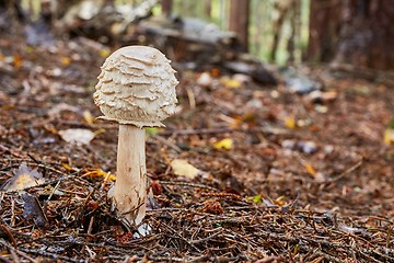 Image showing Chlorophyllum olivieri in the natural environment.