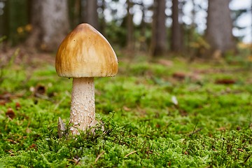 Image showing Amanita umbrinolutea in the natural environment.