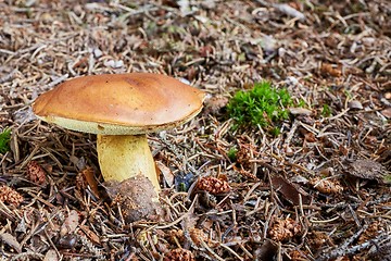 Image showing Imleria badia. Fungus in the natural environment.