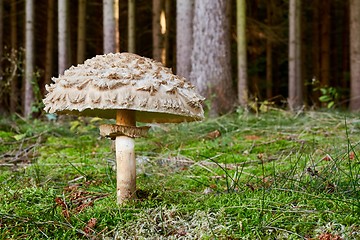 Image showing Chlorophyllum olivieri in the natural environment.