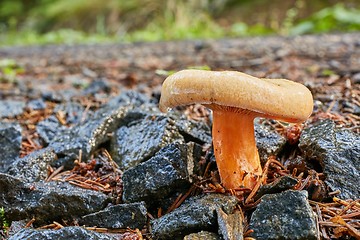 Image showing Lactarius deliciosus in the natural environment.