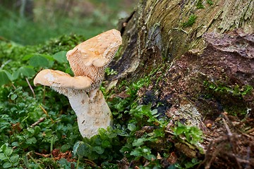 Image showing Hydnum repandum. Fungus in the natural environment