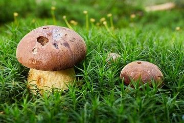 Image showing Imleria badia. Fungus in the natural environment.