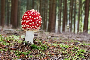 Image showing Amanita muscaria in the natural environment.