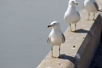 Image showing Seagull