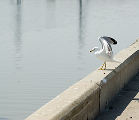 Image showing Seagull Preparing For Take-off