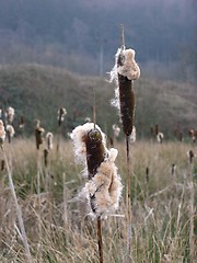 Image showing Bullrushes