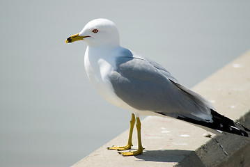 Image showing Seagull Portrait