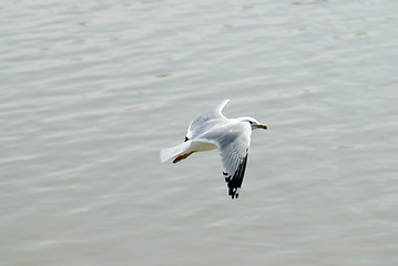 Image showing Flying Seagull