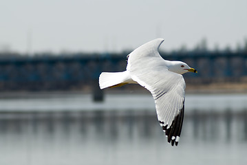 Image showing Flying Seagull