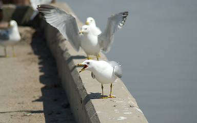 Image showing Squaking Birds