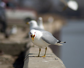 Image showing Mad Seagull