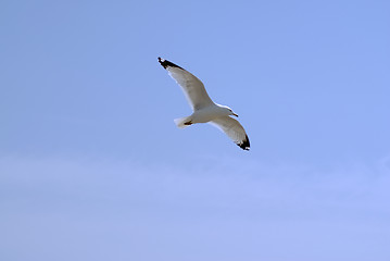 Image showing Seagull Flying