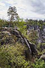 Image showing sandstone rocks - Prachovske skaly (Prachov Rocks)