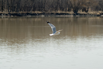 Image showing Seagull Looking For Food