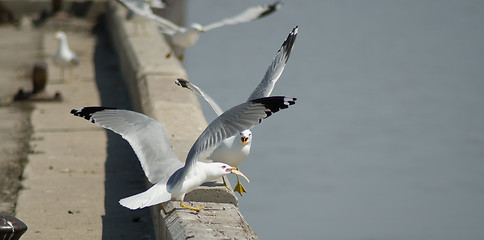 Image showing Snack Time