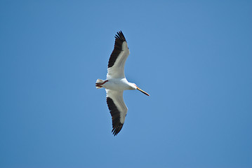 Image showing Flying Pelican