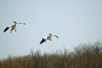 Image showing Coming In For Landing