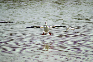 Image showing Pelican Landing