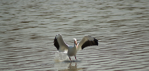 Image showing Pelican Landing in Water