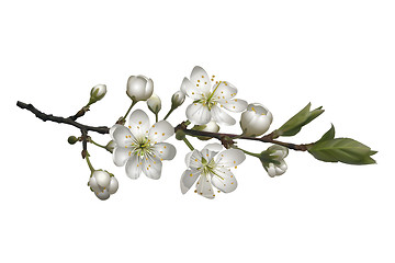 Image showing Blossoming cherry branch with white flowers.