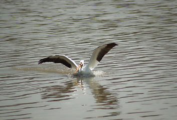 Image showing Pelican