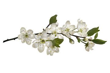 Image showing Blossoming cherry branch with white flowers.