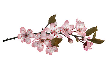 Image showing Sakura flowers background