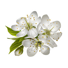 Image showing Beautiful tender cherry flowers.