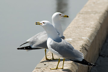 Image showing Best Friends