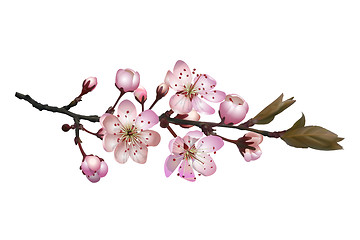 Image showing Sakura flowers background