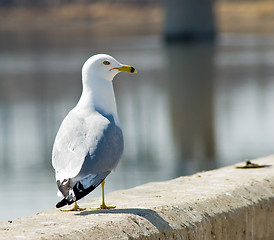 Image showing Single Seagull