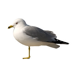 Image showing Isolated Seagull