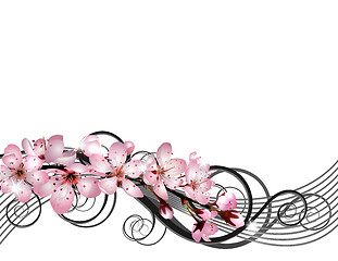 Image showing Blossoming sakura cherry branch with pink flowers