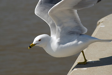 Image showing Seagull Jumping Off A Ledge