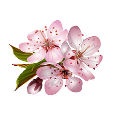 Image showing Spring pink sakura blossoms