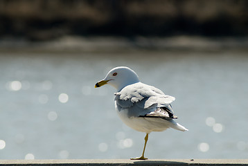 Image showing One Legged Seagull