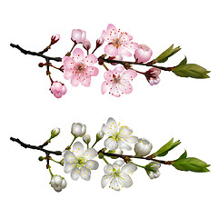 Image showing Set of Blossoming cherry branches