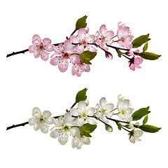 Image showing Set of Blossoming cherry branches