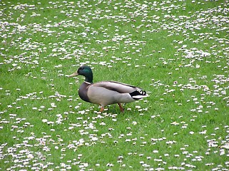 Image showing Duck In Daisies