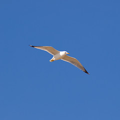 Image showing Flying Seagull