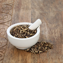 Image showing Echinacea Root Herb