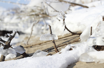 Image showing Frozen plants in winter