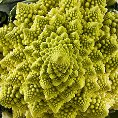 Image showing Closeup of Romanesco broccoli 