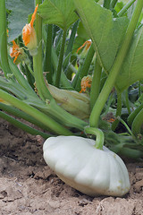 Image showing Pattypan White Squash