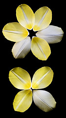 Image showing Several yellow petals of tulip arranged in circle