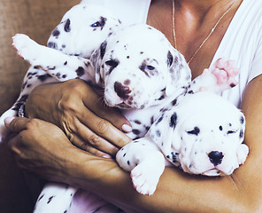 Image showing human hand holding many puppies dalmatian close up