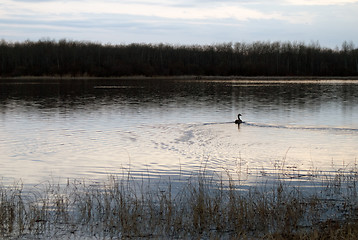 Image showing Shimmering Lake